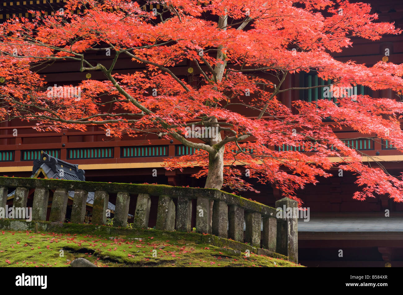 Nikko Maple High Resolution Stock Photography And Images Alamy