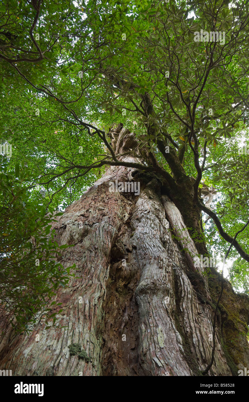 Kigensugi Giant Sugi Cedar tree, estimated to be 3000 years old, Yaku-shima (Yaku Island), Kyushu, Japan, Asia Stock Photo