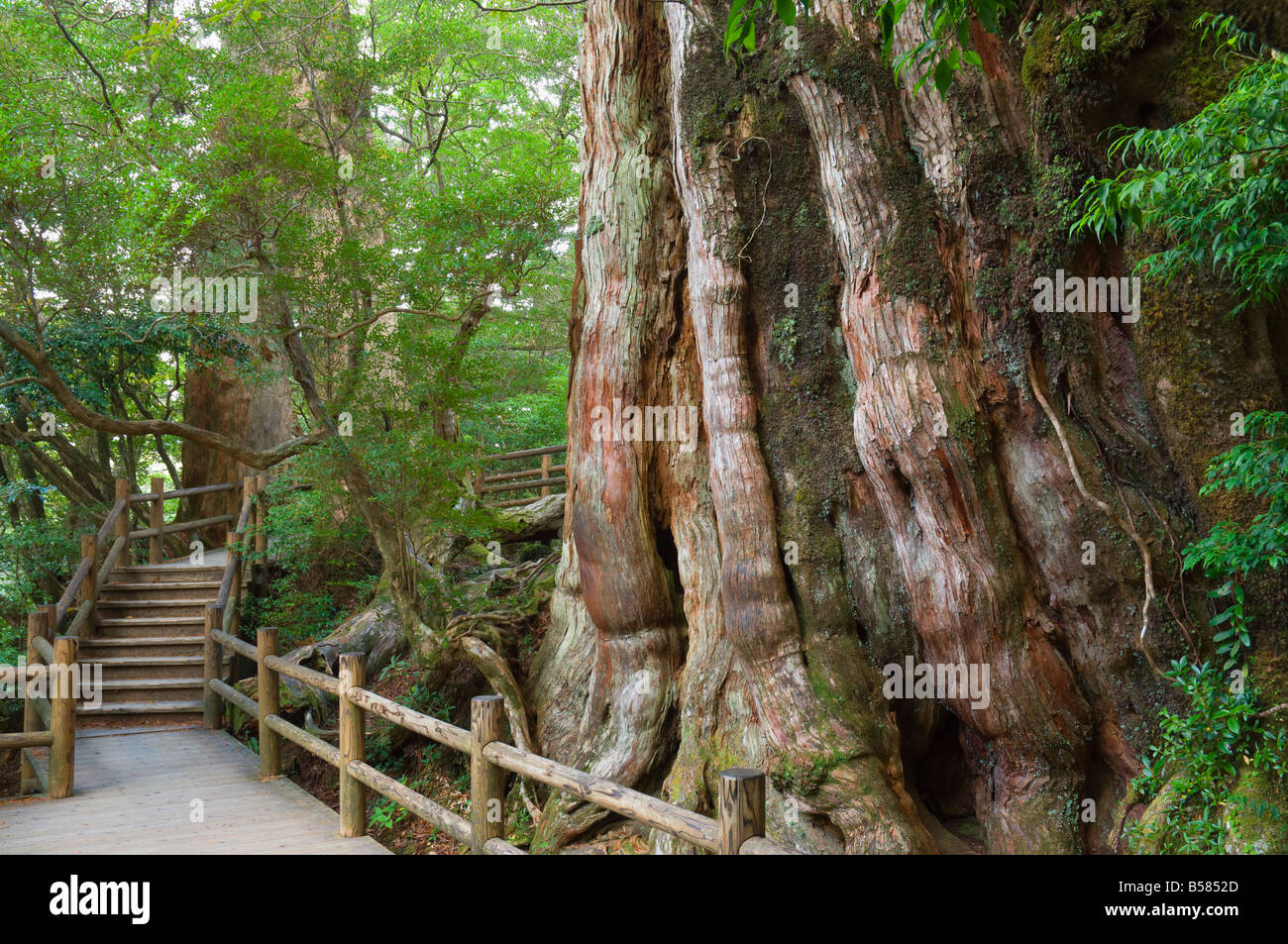 Kigensugi Giant Sugi Cedar tree, estimated to be 3000 years old, Yaku-shima (Yaku Island), Kyushu, Japan, Asia Stock Photo