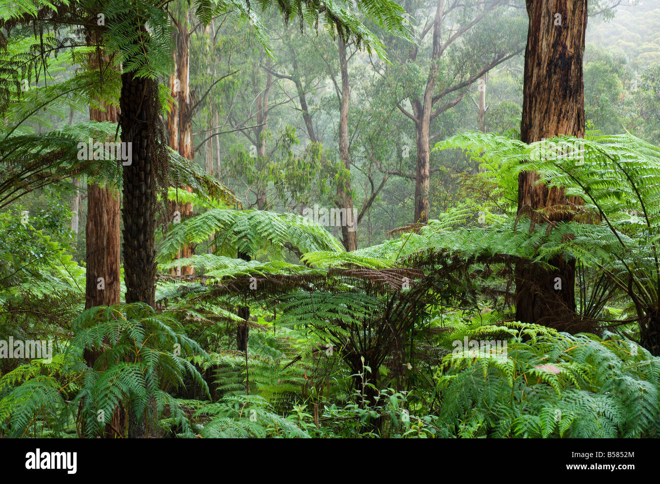 Rainforest, Bunyip State Park, Victoria, Australia, Pacific Stock Photo