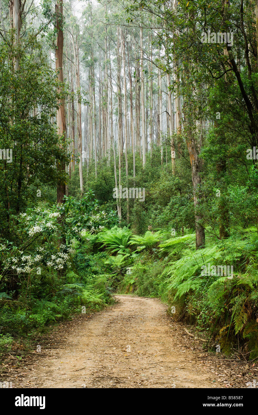 Road through rainforest, Yarra Ranges National Park, Victoria, Australia, Pacific Stock Photo