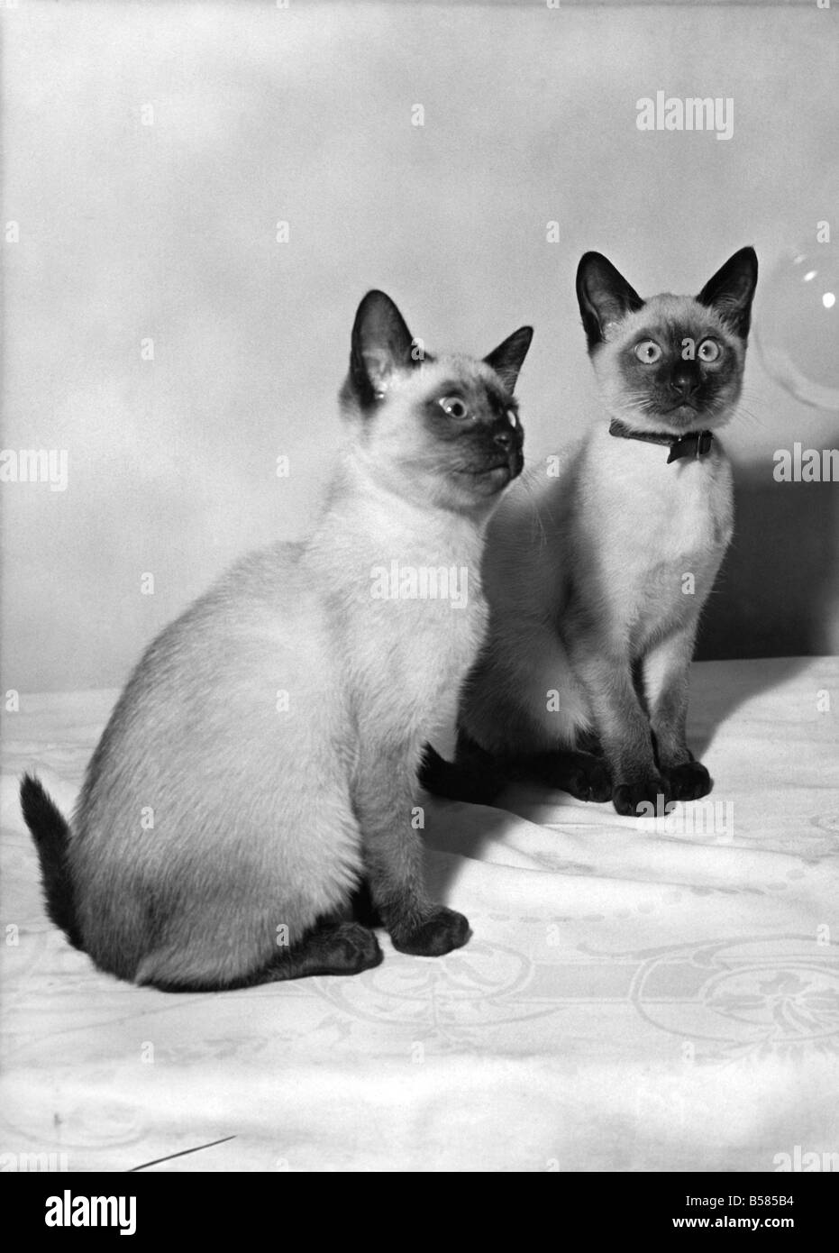 Animals - Cats - Siamese. P006150 Stock Photo