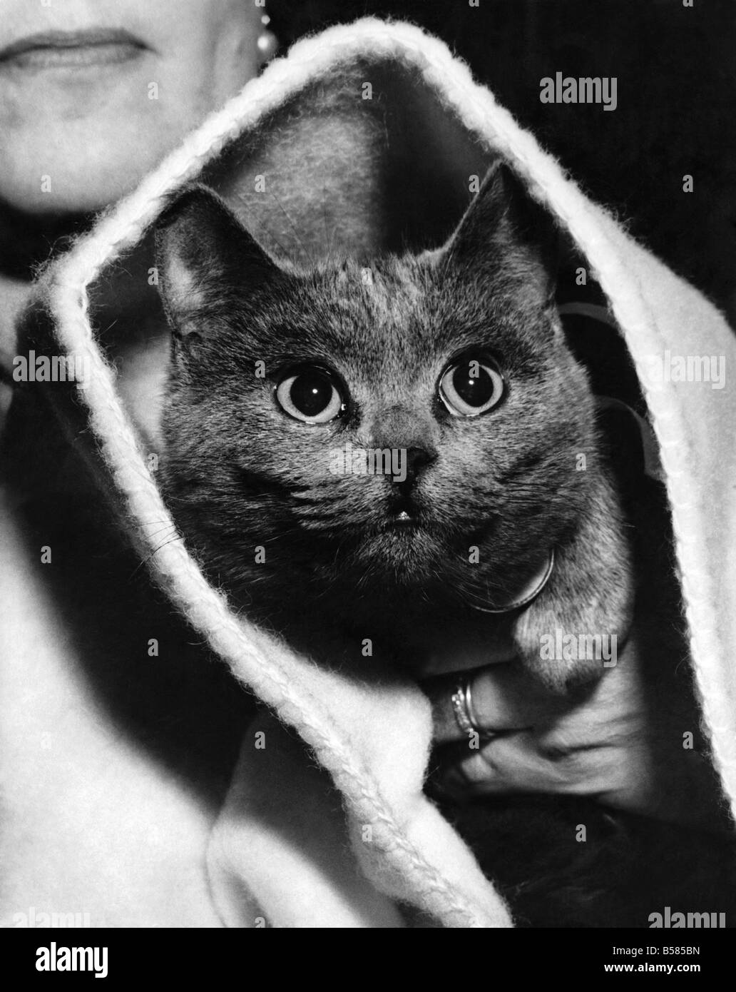 The Eyes Have It: Hey diddle diddle a cat and a riddle are posed in this picture of Mockbridge Mishka. She went along to the Southern Counties Cat Club show at Shepherds Bush, London. The riddle is - how did she 'fiddle' that snug blanket? Anyway, she made second place in her class. January 1950 P006162 Stock Photo