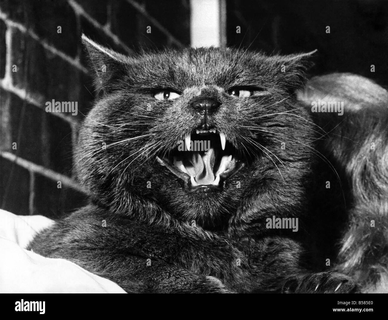 A Top Cat in any Language. Here's a real top cat, who sports a