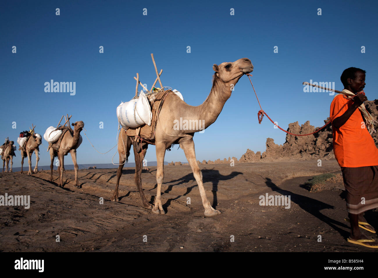 Local nomads drive camels across the desolate landscape of Lac Abbe, Djibouti, Africa Stock Photo