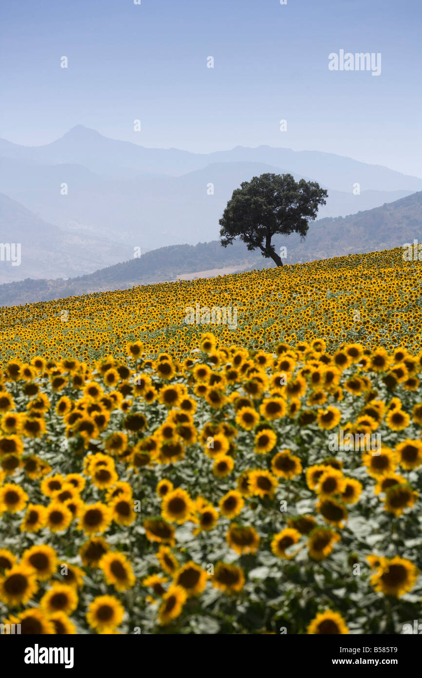 Sunflowers, near Ronda, Andalucia (Andalusia), Spain, Europe Stock Photo
