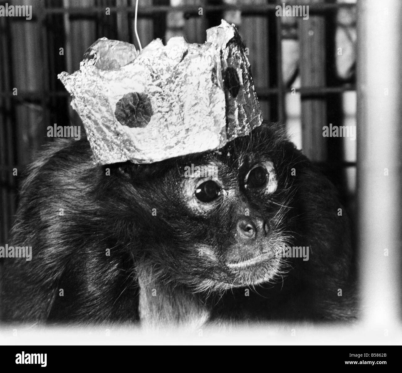 Spider monkey Black and White Stock Photos & Images - Alamy