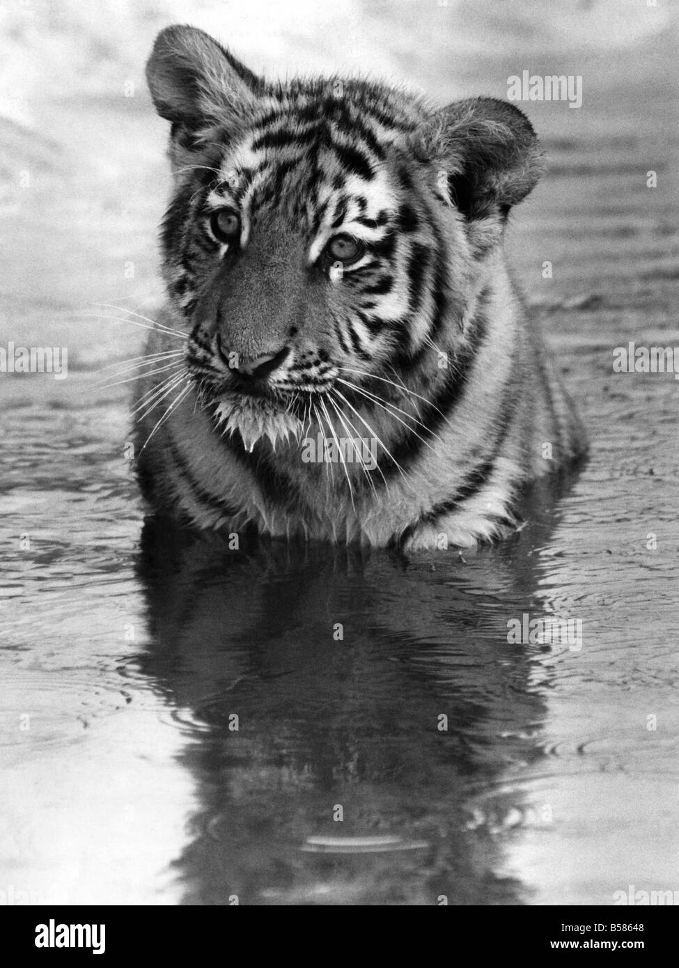 Cool for Cats: It looks good - it tastes good - it feels good. The big cats at Marwell Zoo Hants know how to keep cool. They just go and sit up to their necks in the pool which their keeper Bill Mall fills with cold water for them each day. But there is a new boy in the den at the moment, he is 'Junior' the 3 month old cub of 'Nimana' and 'Kurten' two of the older Tigers in the den. Nimana has been trying to get her cub into the pool but he's not too sure that he likes it. He usually peers into the water then tastes it and eventually sits in it. July 1981 P004217 Stock Photo