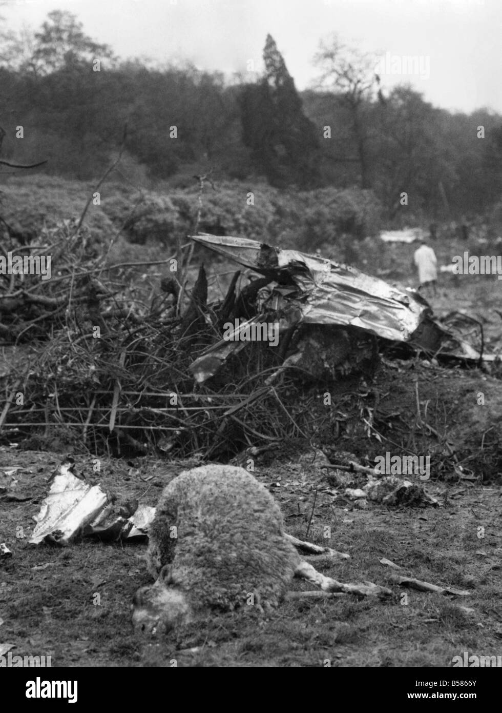 Scenes around the farmhouse which narrowly missed being completely demolished when the Caravelle jet crashed near the village of Fernhurst, Sussex. The aircraft ploughed a trough of devastation over about 400 yards across farmland and woods. Sheep lay slaughtered where the aircraft ploughed across a field which is charred from the burst kerosene fuel tanks. November 1967 P004331 Stock Photo
