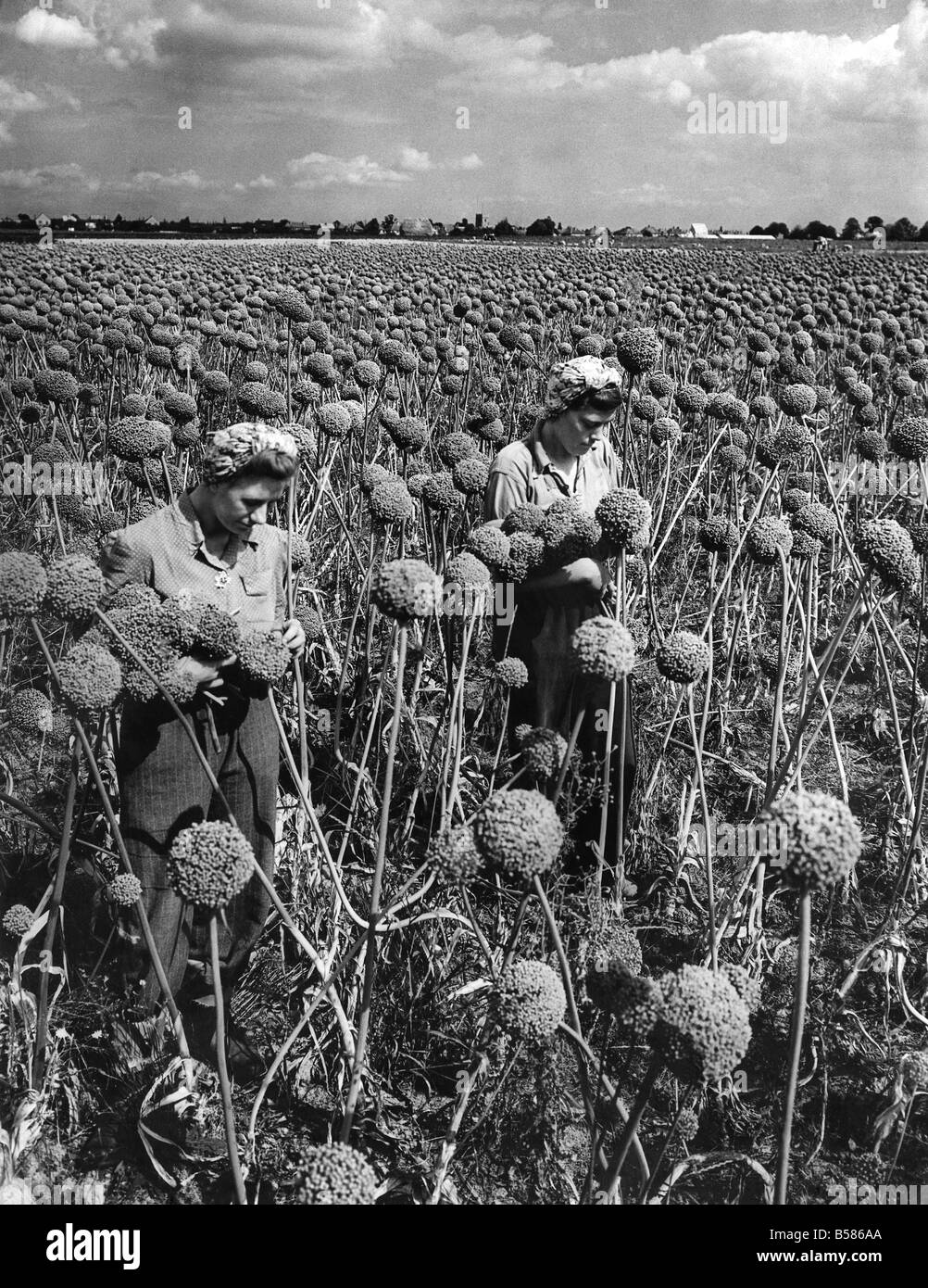 Onion Seeds. They're not big-drum sticks. They're not knobkerries. If you know your onions, you've probably recognised them already for they're leek seeds growing at Ryvers Farm, Langley, Bucks. Dorothy Brown, 20 and Dorothy Larke, 21, arechecking the seed pods, and each pod contains an average of three seeds. There are three-quarters of an acre of the plants. Three times 2000 is 6,000. Now how many square feet are there in an acre-well, you're looking at a lot of leeks-to-be. September 1949 P004460 Stock Photo