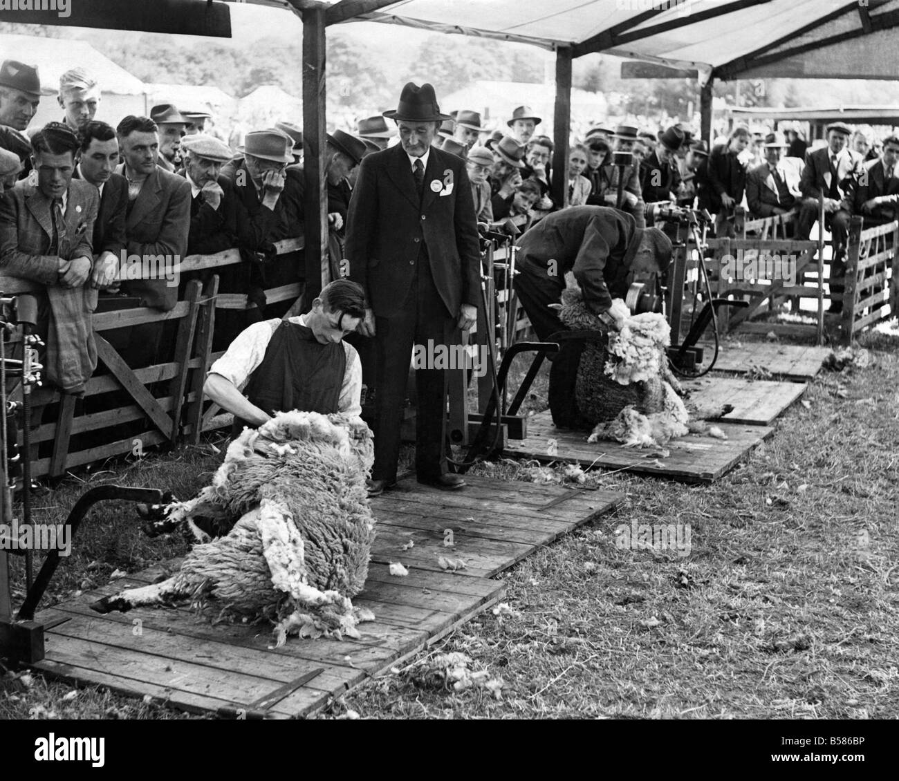 Sheep Shearing Black and White Stock Photos & Images Alamy