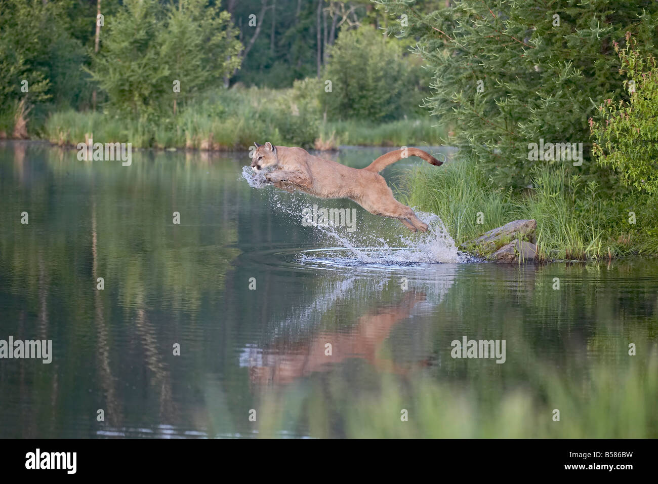 Mountain lion or cougar (Felis concolor) jumping into the water, in captivity, Sandstone, Minnesota, United States of America Stock Photo