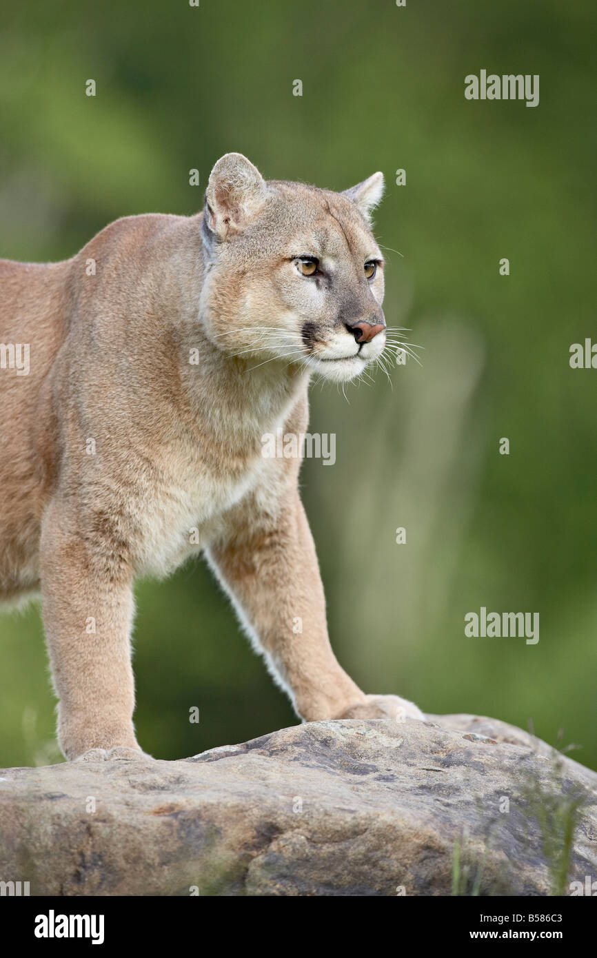 Mountain lion or cougar (Felis concolor), in captivity, Sandstone, Minnesota, United States of America, North America Stock Photo