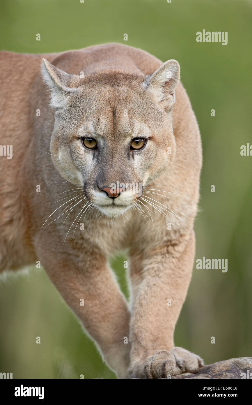 Mountain lion or cougar (Felis concolor), in captivity, Sandstone, Minnesota, United States of America, North America Stock Photo