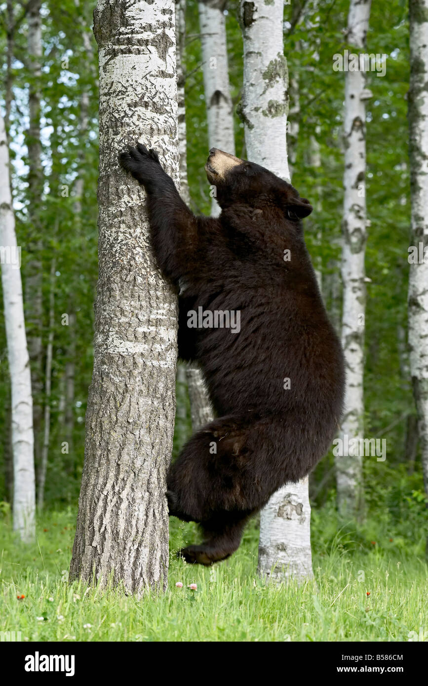 Black bear (Ursus americanus) climbing white birch, in captivity, Sandstone, Minnesota, United States of America, North America Stock Photo