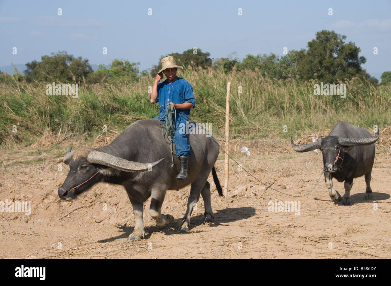 Farmer riding buffalo near the Anantara Golden Triangle Resort, Sop Ruak, Golden Triangle, Thailand, Southeast Asia, Asia Stock Photo