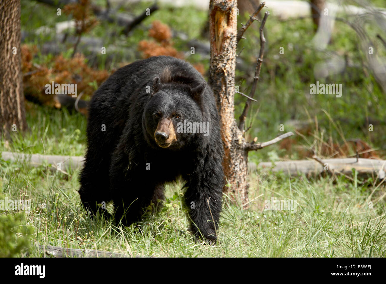Black bear (Ursus americanus) sow, Yellowstone National Park, Wyoming, United States of America, North America Stock Photo