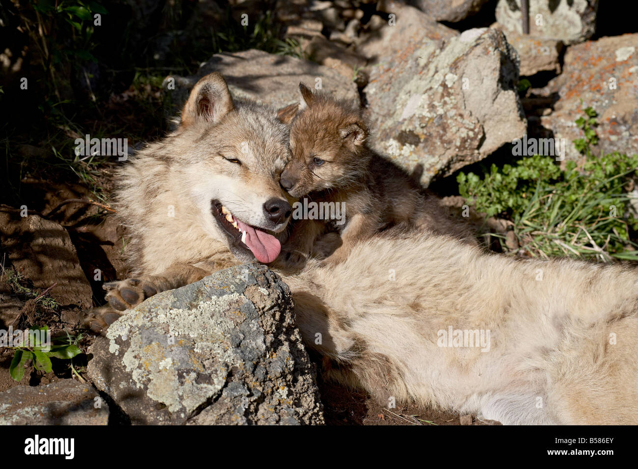 Gray wolf (Canis lupus) mother and pup, in captivity, Bozeman, Montana
