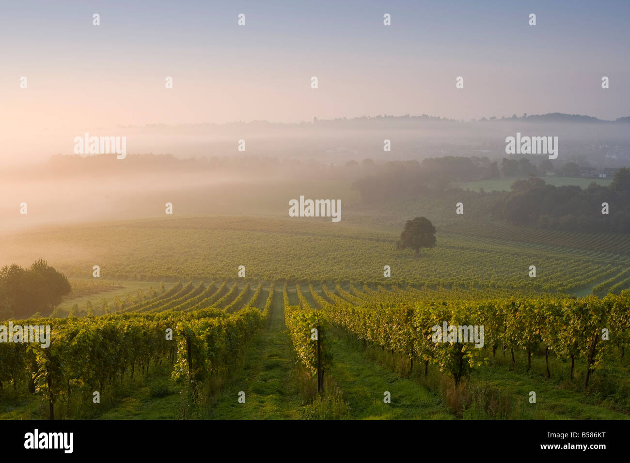 Early morning mist over vineyard, The North Downs, Dorking, Surrey, England, United Kingdom, Europe Stock Photo