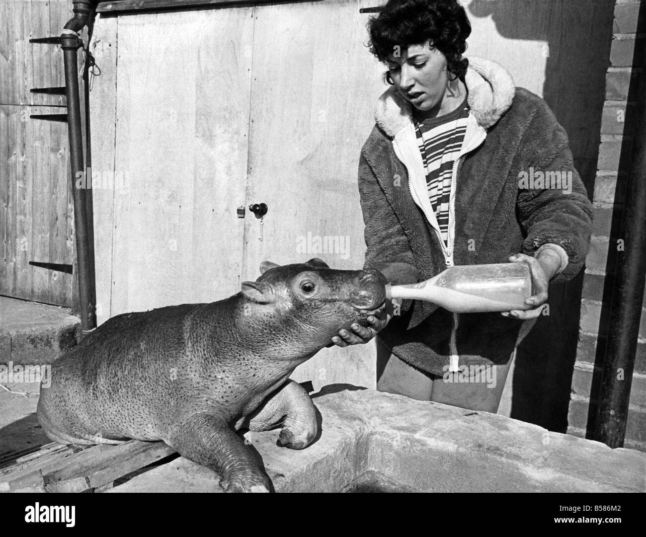 Animals: Esme The V.S.B. They've got a V.S.B. down at Longleat in Wiltshire. The Very Special Baby is Esme the hippo. She was born two months ago and is making rapid progress on her daily diet which includes fourteen pints of milk and a dozen or so egg yolks. April 1973 P004992 Stock Photo