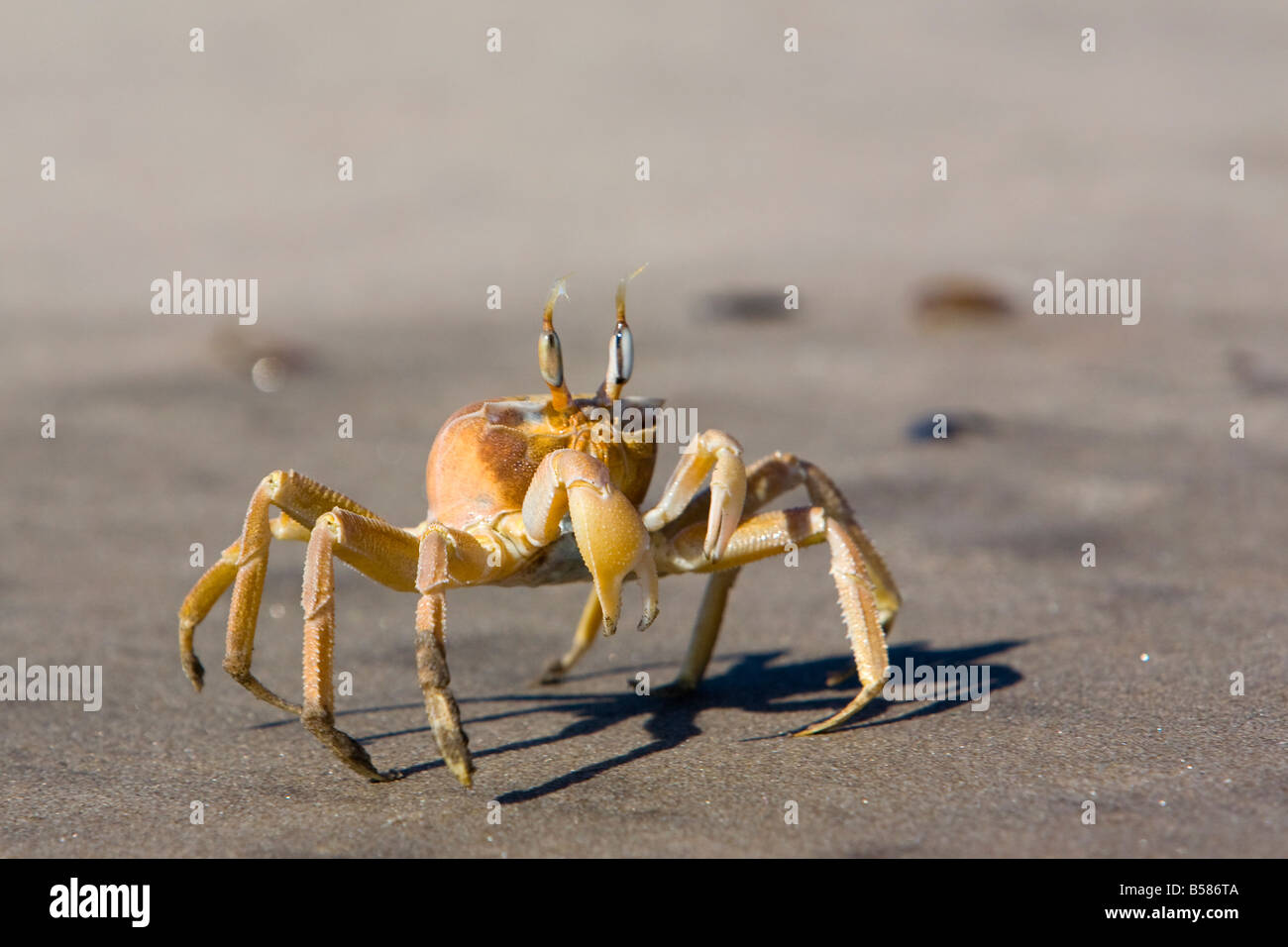 Ghost crab (Ocypode cursor), Atlantic Ocean coast, Namibia, Africa Stock Photo