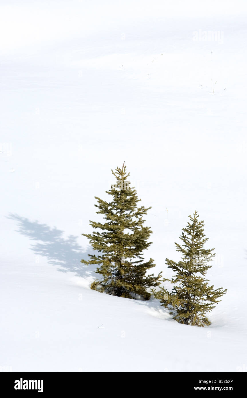 Christmas outdoor scene of snow and pine trees Stock Photo