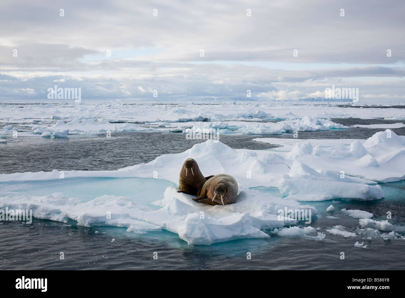 Walrus (Odobenus rosmarus) on pack ice, Spitzbergen, Svalbard, Norway, Scandinavia, Europe Stock Photo