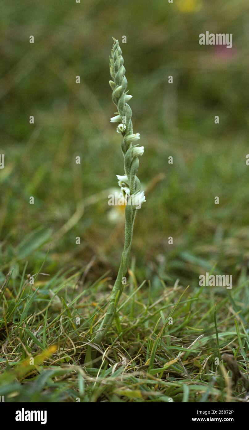 Autumn ladys tresses Spiranthes spiralis plant flowering in short grass Stock Photo