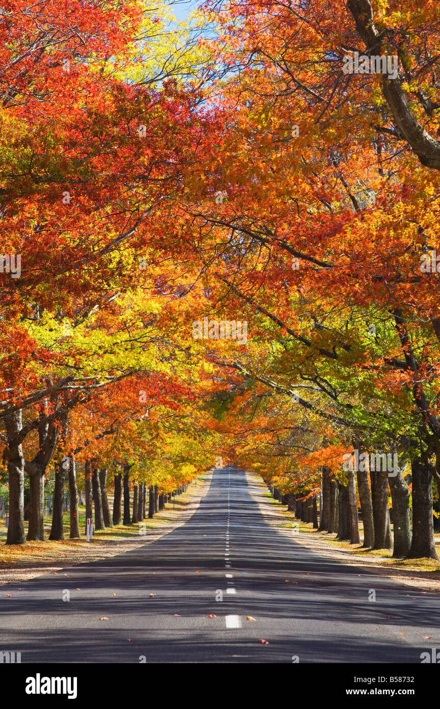 Memorial Avenue in autumn, Mount Macedon, Victoria, Australia, Pacific Stock Photo Alamy