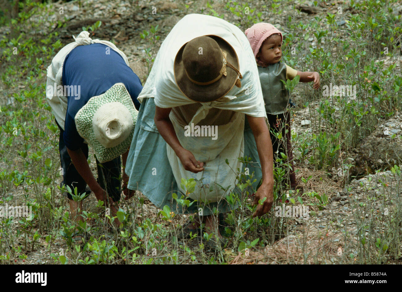 Coca leaves hires stock photography and images Alamy