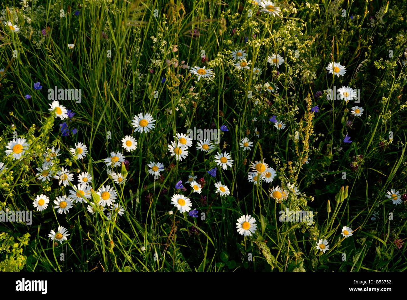 Spring alpine flowers, Grindelwald, Bern, Switzerland, Europe Stock