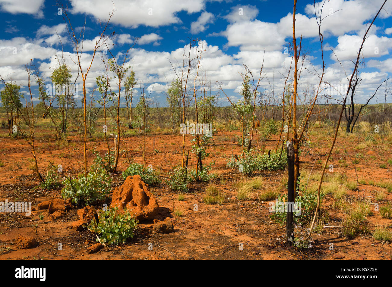 Termite mounds in the Outback, Queensland, Australia, Pacific Stock Photo