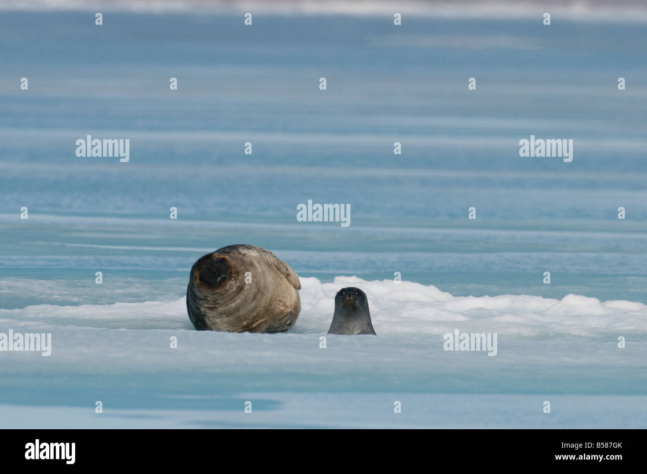 Ringed seal mother and pup of the year in spring The pup is about 2 months old the mother is moulting her coat The animal gives Stock Photo