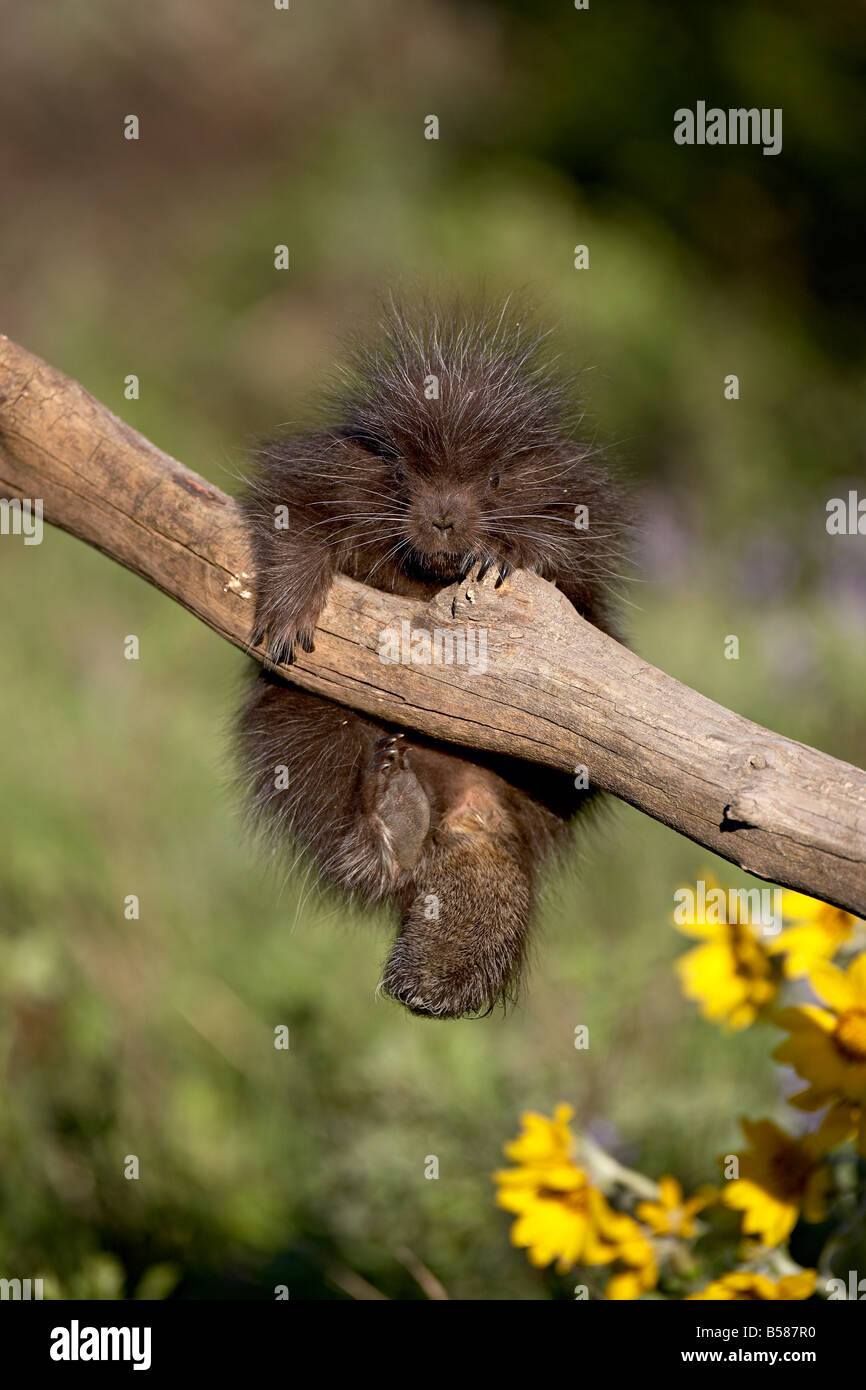 A captive baby porcupine (Erethizon dorsatum), Animals of Montana, Bozeman, Montana, United States of America, North America Stock Photo