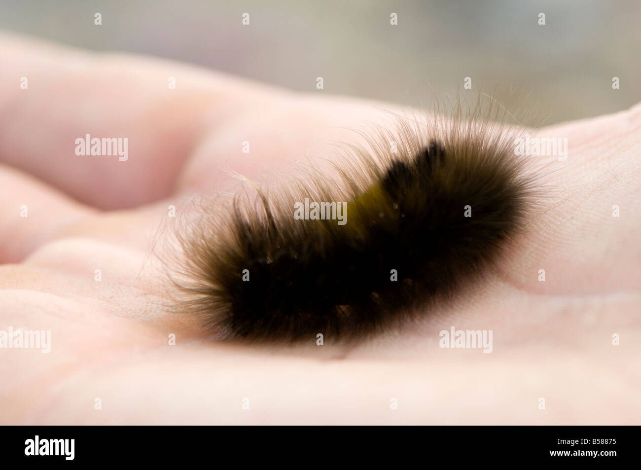 ARctic wooly woolly bear caterpillar lives to be 14 years old as a caterpillar freezing solid for ten months of the year Stock Photo