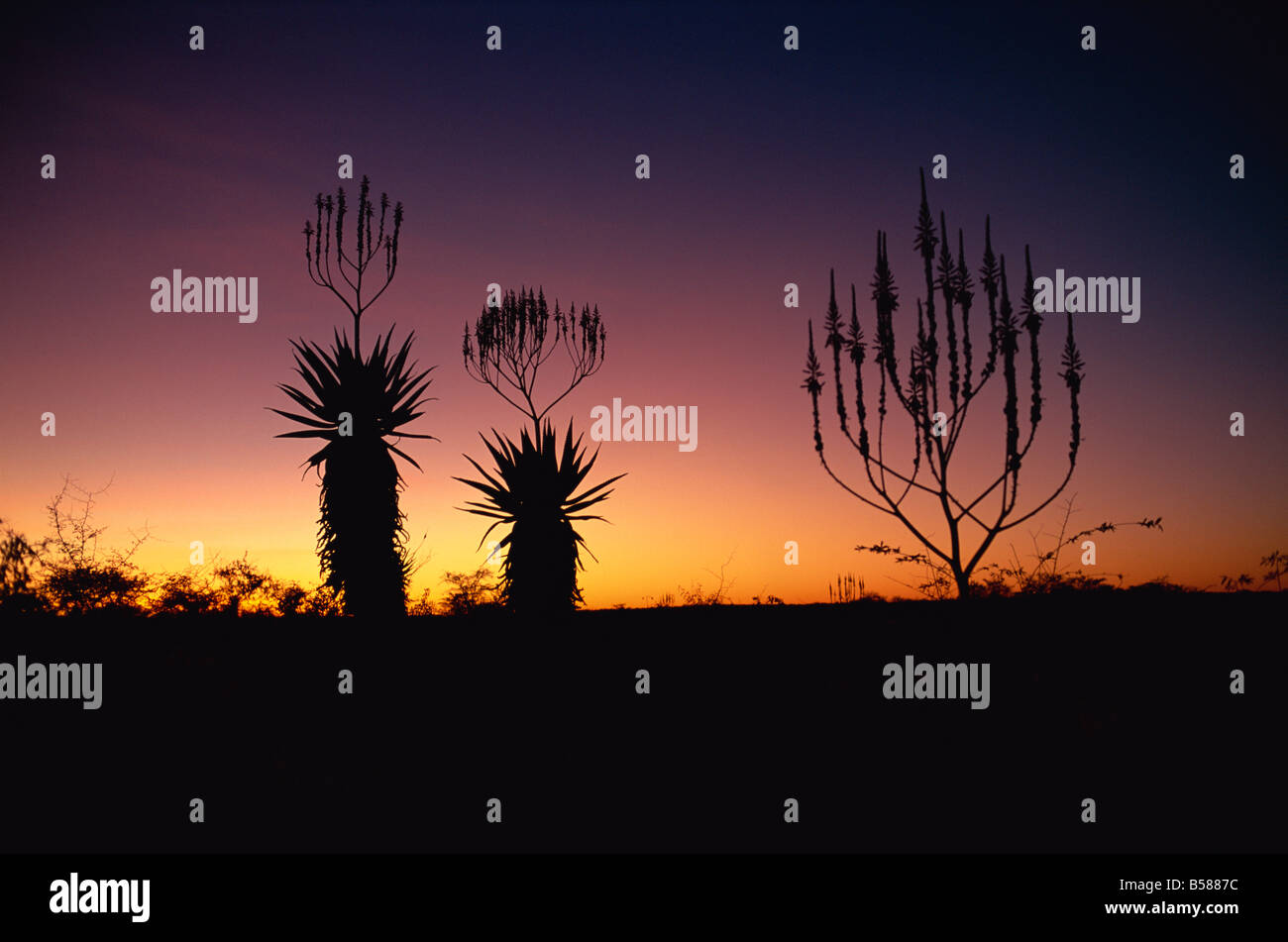 Aloe species in desert scrubland on the border of Botswana Namibia Africa Stock Photo
