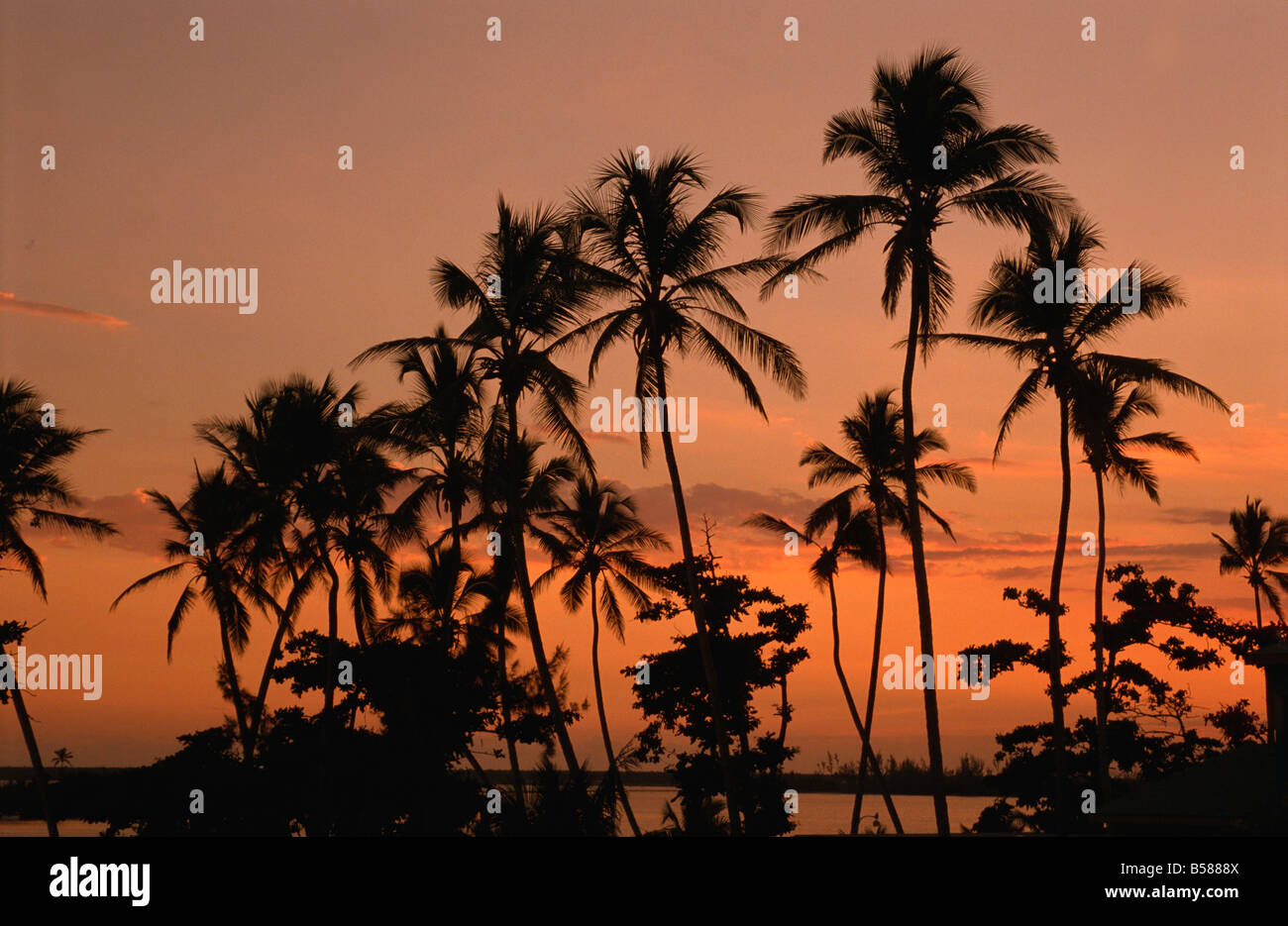 Coconut palms, Boca Chica, south coast, Dominican Republic, West Indies, Central America Stock Photo