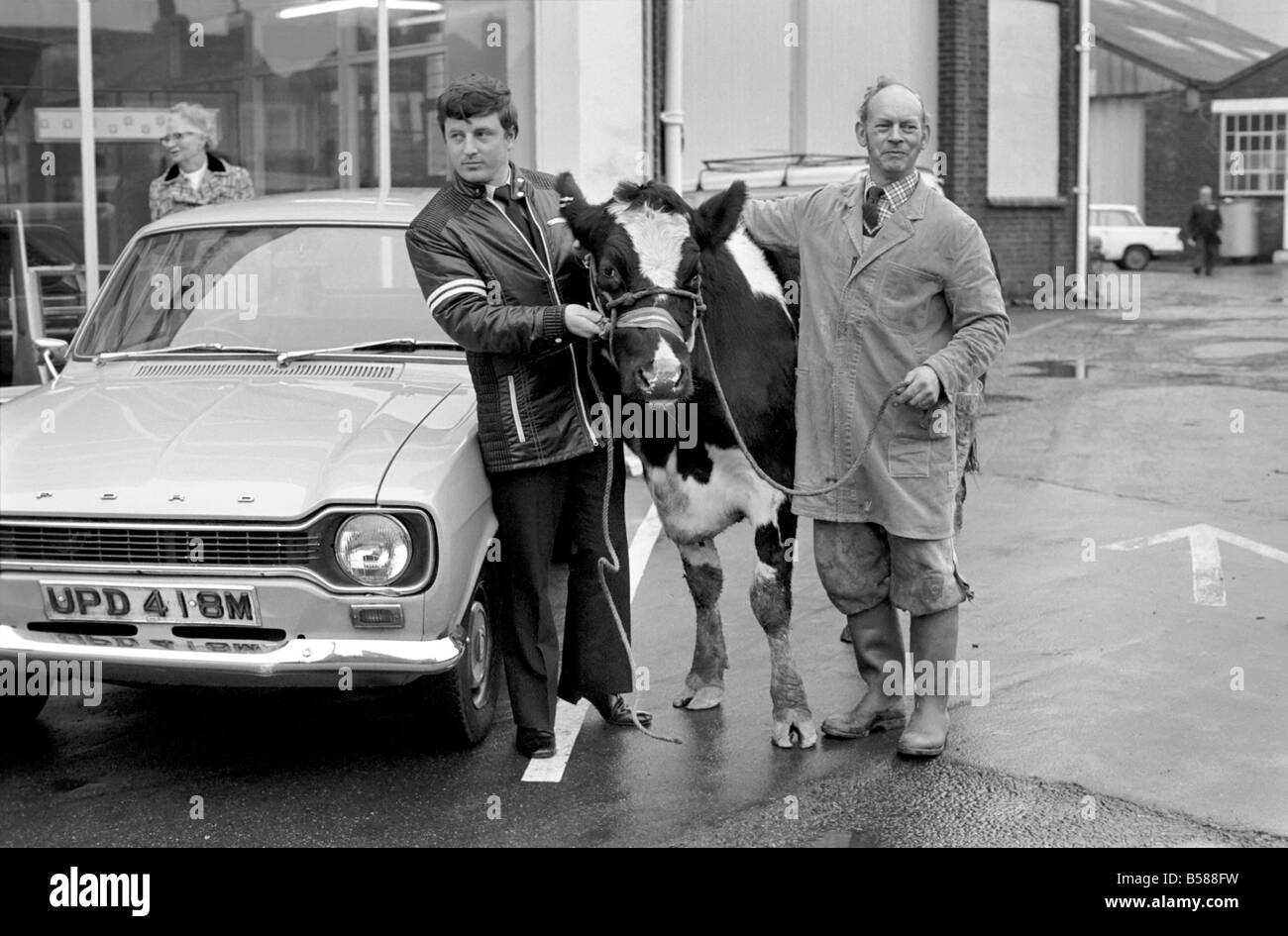 Cow for car. Searles of Worthing, car dealers, take anything in part
