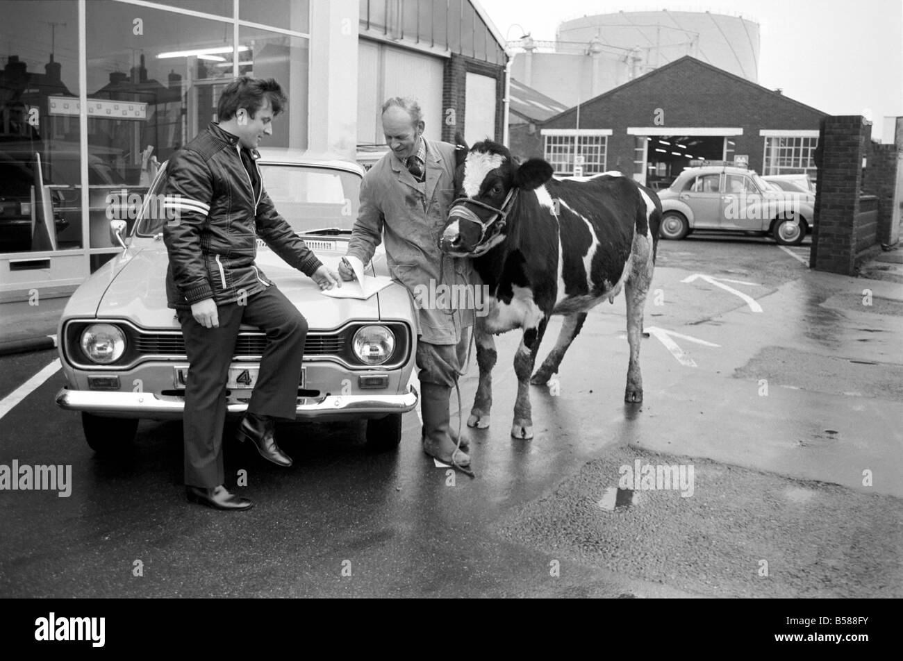 Cow for car. Searles of Worthing, car dealers, take anything in part
