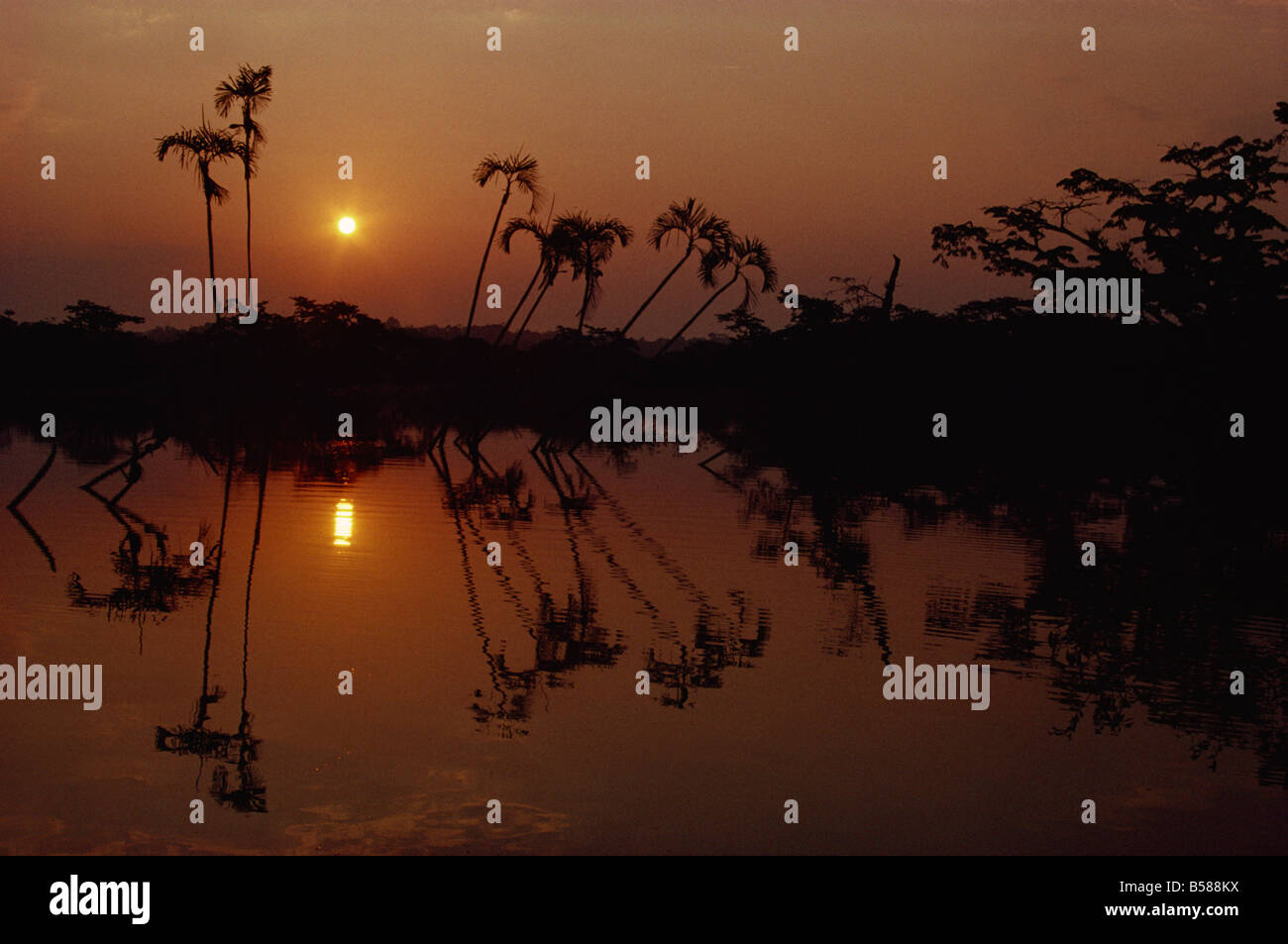 Bactris marata palms, Cuyabeno Lake at sunrise, Ecuador, South America Stock Photo