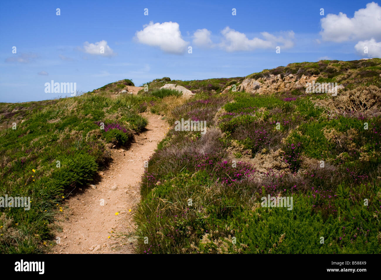 Portlet Common Jersey Stock Photo Alamy