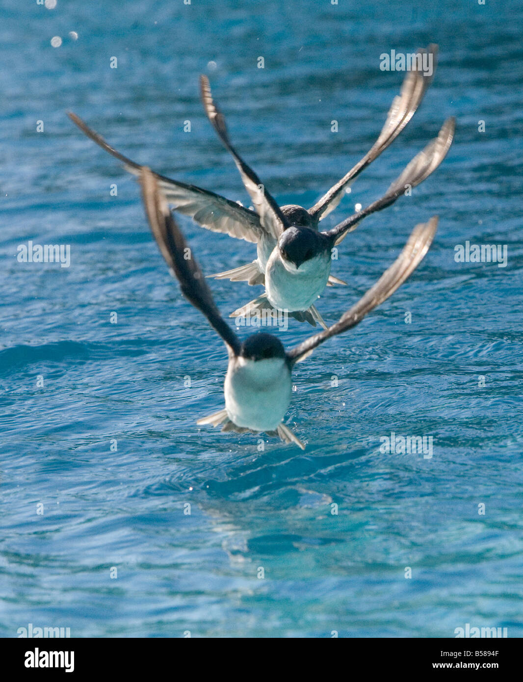 A migrating flock of swallows flies across the surface of a pool and takes a drink of water Stock Photo
