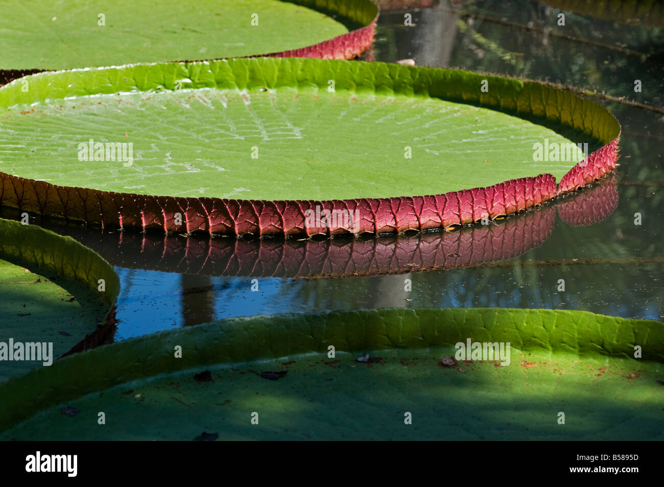 Kanapaha Gardens Gainesville Florida Giant Victoria water lily Stock Photo