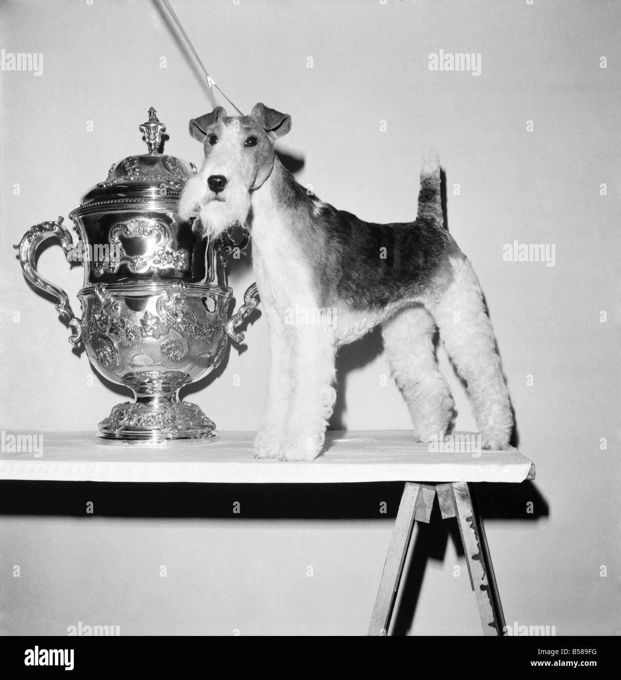 Crufts. Dog winner. February 1975 75-00769-006 Stock Photo