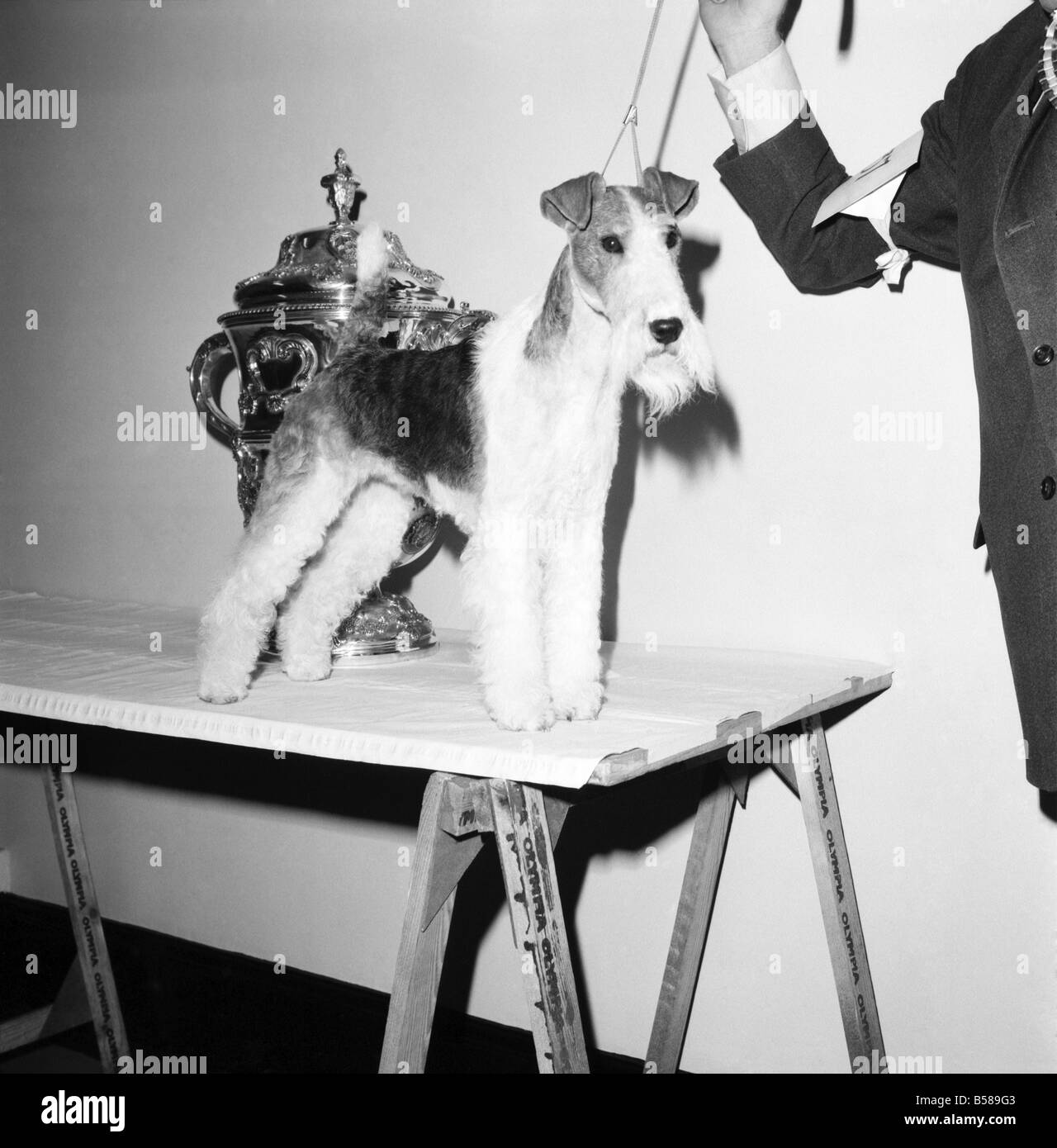 Crufts. Dog winner. February 1975 75-00769 Stock Photo