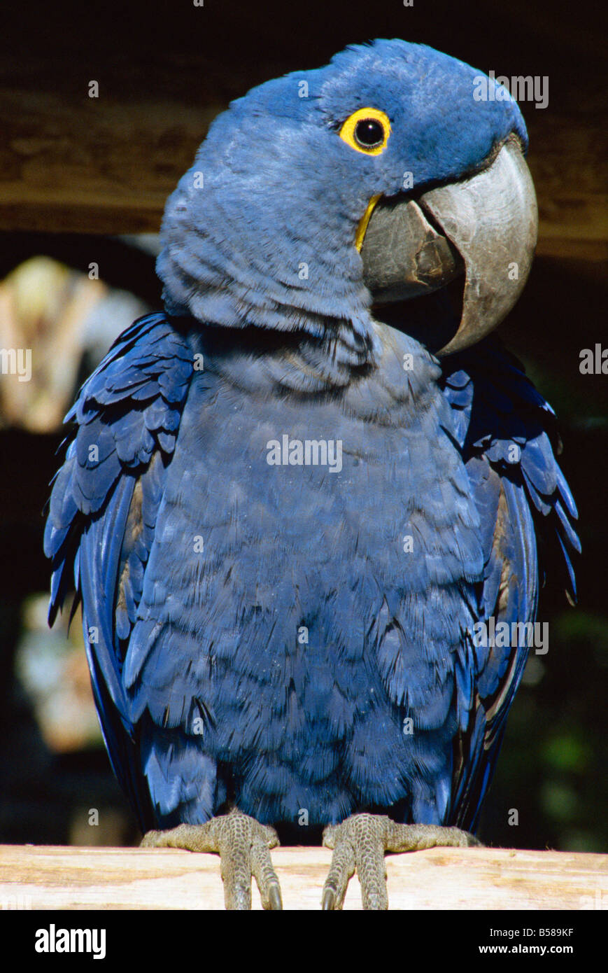Macaw of Amazonia Brazil South America Stock Photo