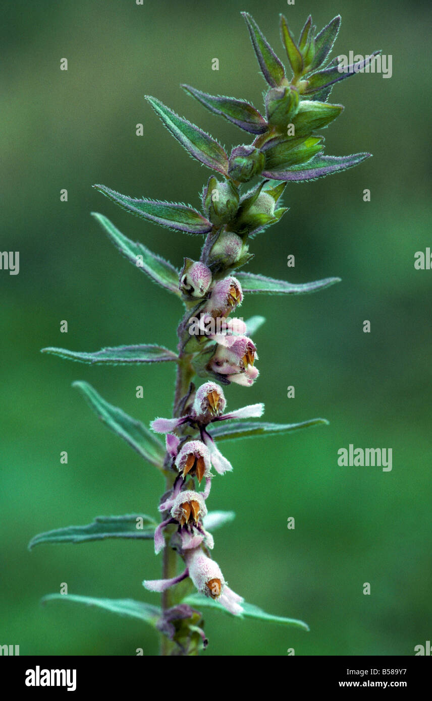 Red Bartsia Stock Photo