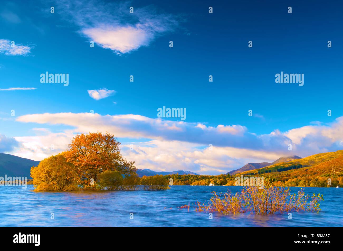 A tree surrounded by water on Loch Lomond Stock Photo