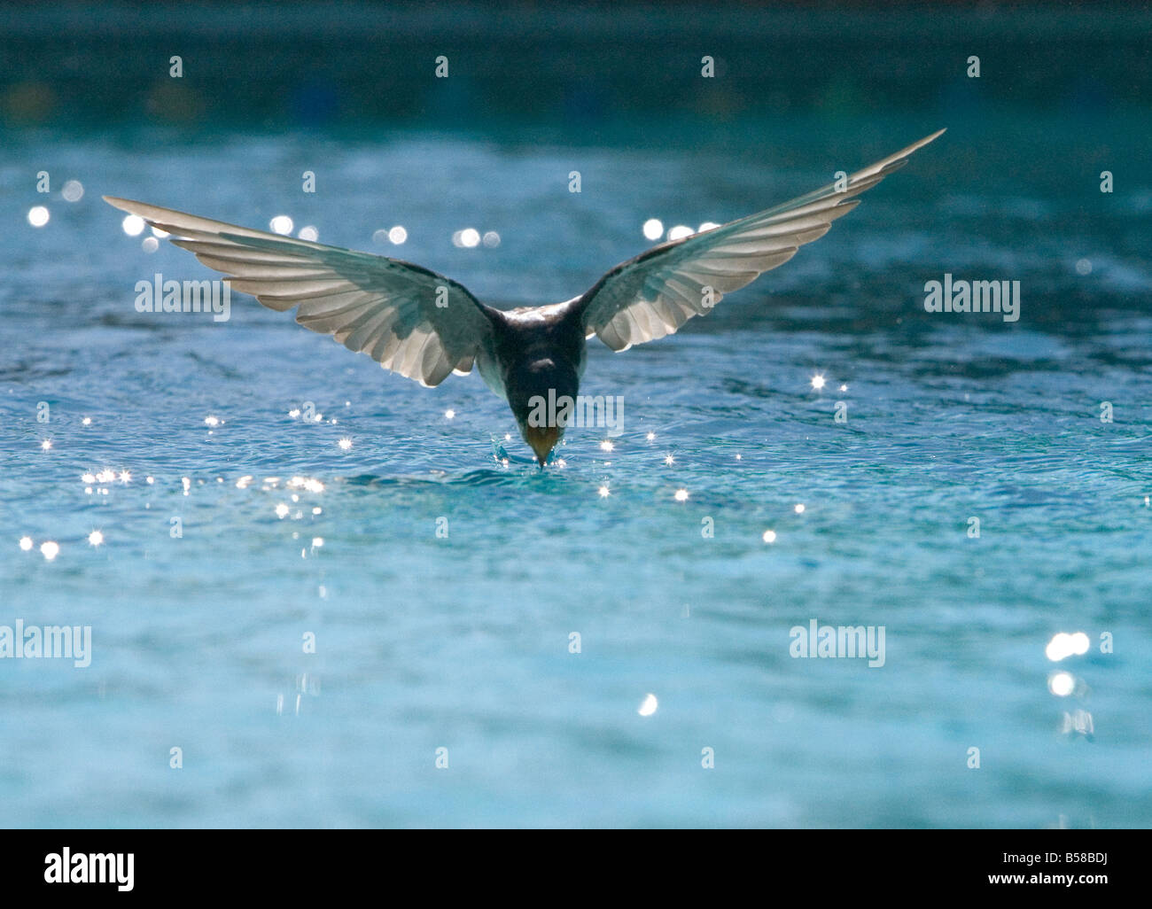 A migrating swallow skims across the surface of a pool and takes a drink of water Stock Photo