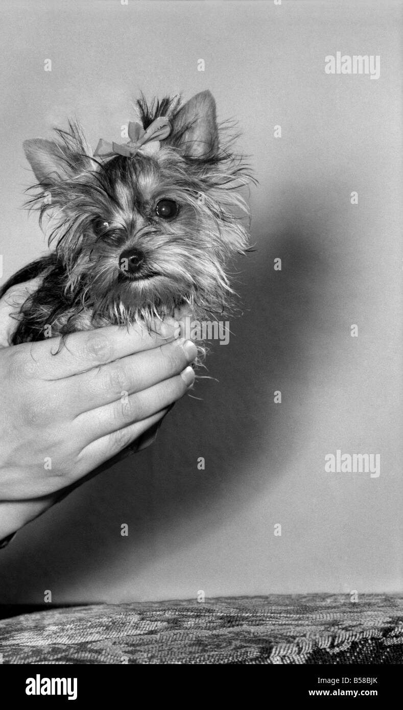 You have heard of lap dogs well Fifi here is smaller than the average Yorkshire Terrier weighing in at only 24 oz, and fits in the owners hand, could this be the start of a new trend? April 1977 77-02090-004 Stock Photo